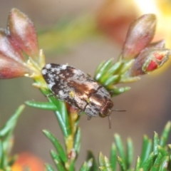 Diphucrania acuducta (Acuducta jewel beetle) at Aranda Bushland - 19 Sep 2021 by Harrisi
