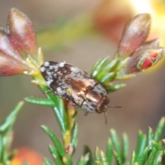 Diphucrania acuducta (Acuducta jewel beetle) at Holt, ACT - 19 Sep 2021 by Harrisi