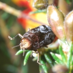 Diphucrania acuducta at Holt, ACT - 19 Sep 2021