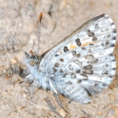 Lucia limbaria (Chequered Copper) at Cooleman Ridge - 22 Sep 2021 by Harrisi