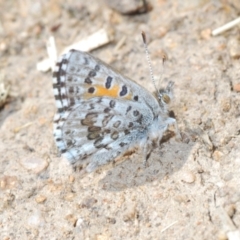 Lucia limbaria at Chapman, ACT - 22 Sep 2021 12:09 PM