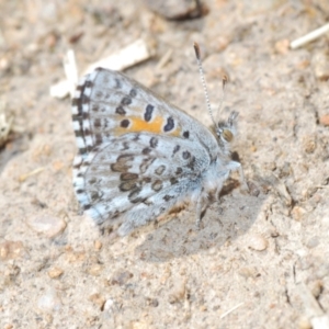 Lucia limbaria at Chapman, ACT - 22 Sep 2021 12:09 PM