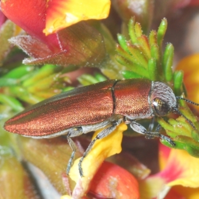 Melobasis propinqua (Propinqua jewel beetle) at Bruce Ridge to Gossan Hill - 22 Sep 2021 by Harrisi