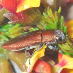 Melobasis propinqua (Propinqua jewel beetle) at Bruce, ACT - 22 Sep 2021 by Harrisi