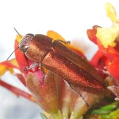 Melobasis propinqua at Bruce, ACT - 22 Sep 2021 05:59 PM