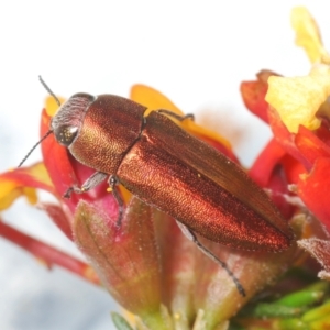 Melobasis propinqua at Bruce, ACT - 22 Sep 2021 05:59 PM