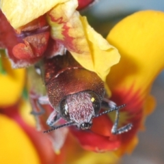 Melobasis propinqua at Bruce, ACT - 22 Sep 2021 05:59 PM