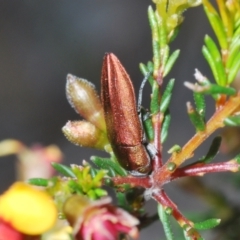 Melobasis propinqua at Bruce, ACT - 22 Sep 2021