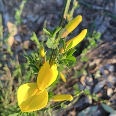 Cytisus scoparius subsp. scoparius (Scotch Broom, Broom, English Broom) at Palmerston, ACT - 22 Sep 2021 by Jenny54