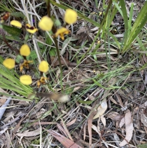 Diuris pardina at Crace, ACT - 22 Sep 2021