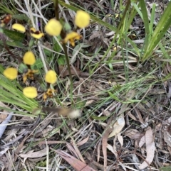 Diuris pardina (Leopard Doubletail) at Crace, ACT - 22 Sep 2021 by Jenny54