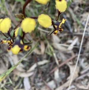 Diuris pardina at Crace, ACT - 22 Sep 2021