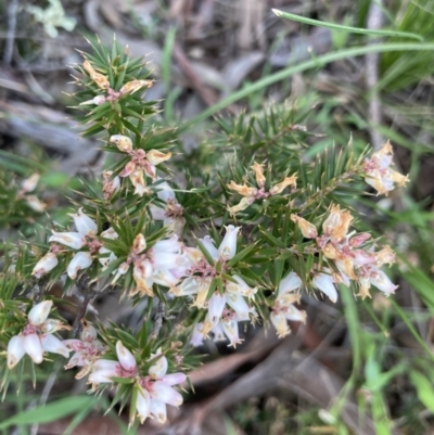 Lissanthe strigosa subsp. subulata (Peach Heath) at Crace, ACT - 22 Sep 2021 by Jenny54