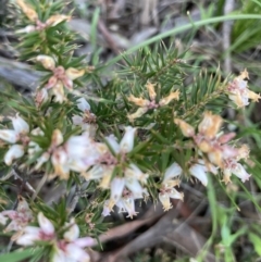 Lissanthe strigosa subsp. subulata at Crace, ACT - 22 Sep 2021