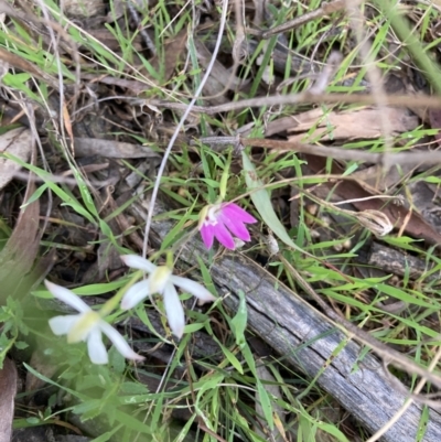 Caladenia carnea (Pink Fingers) at Crace, ACT - 22 Sep 2021 by Jenny54