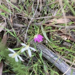 Caladenia carnea (Pink fingers) at Crace, ACT - 22 Sep 2021 by Jenny54