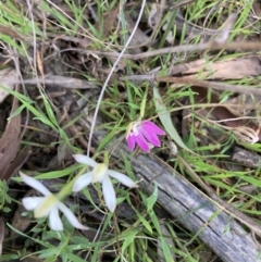 Caladenia carnea at Crace, ACT - suppressed