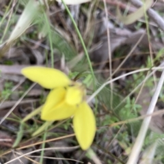 Diuris chryseopsis (Golden Moth) at Crace, ACT - 22 Sep 2021 by Jenny54