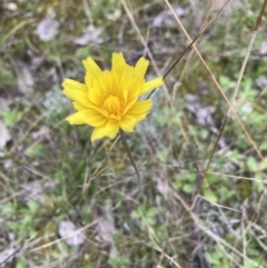 Unverified Plant at Throsby, ACT - 23 Sep 2021 by Jenny54