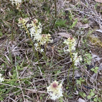 Stackhousia monogyna (Creamy Candles) at Goorooyarroo NR (ACT) - 22 Sep 2021 by Jenny54