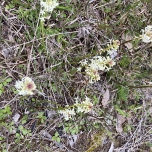 Stackhousia monogyna at Throsby, ACT - 23 Sep 2021