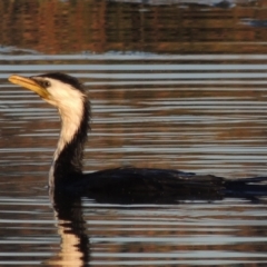 Microcarbo melanoleucos (Little Pied Cormorant) at Conder, ACT - 17 Sep 2021 by MichaelBedingfield