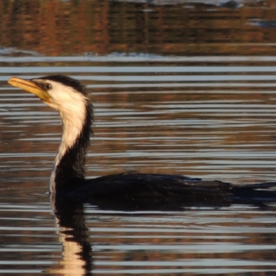 Microcarbo melanoleucos (Little Pied Cormorant) at Conder Ponds & stormwater drain - 17 Sep 2021 by michaelb
