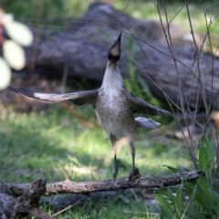 Philemon corniculatus (Noisy Friarbird) at Mount Ainslie - 20 Sep 2021 by jb2602