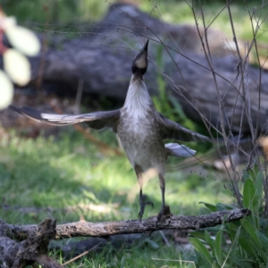 Philemon corniculatus at Majura, ACT - 20 Sep 2021