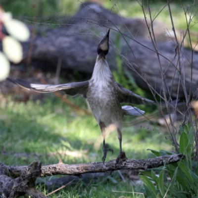 Philemon corniculatus (Noisy Friarbird) at Majura, ACT - 20 Sep 2021 by jb2602