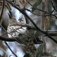 Oriolus sagittatus (Olive-backed Oriole) at Mount Ainslie - 20 Sep 2021 by jb2602