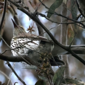 Oriolus sagittatus at Majura, ACT - 20 Sep 2021 05:23 PM