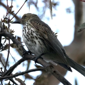 Oriolus sagittatus at Majura, ACT - 20 Sep 2021