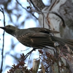 Oriolus sagittatus at Majura, ACT - 20 Sep 2021