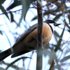 Pachycephala rufiventris (Rufous Whistler) at Majura, ACT - 20 Sep 2021 by jbromilow50