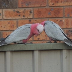 Eolophus roseicapilla (Galah) at Conder, ACT - 9 Sep 2021 by MichaelBedingfield