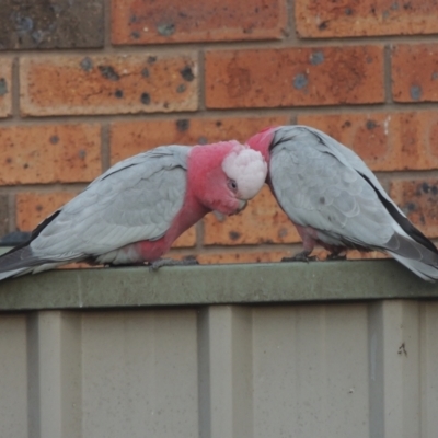 Eolophus roseicapilla (Galah) at Conder, ACT - 9 Sep 2021 by MichaelBedingfield