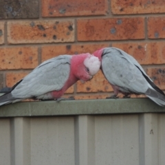Eolophus roseicapillus (Galah) at Conder, ACT - 9 Sep 2021 by michaelb