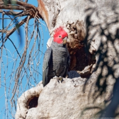 Callocephalon fimbriatum (Gang-gang Cockatoo) at Crace, ACT - 22 Sep 2021 by DPRees125