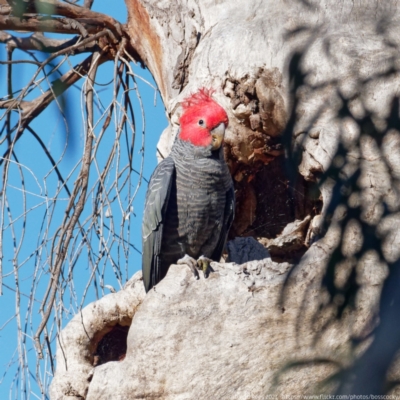 Callocephalon fimbriatum (Gang-gang Cockatoo) at Crace, ACT - 22 Sep 2021 by DPRees125