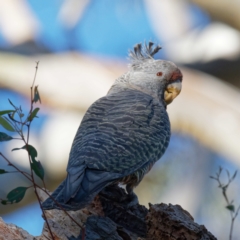 Callocephalon fimbriatum at Crace, ACT - 22 Sep 2021