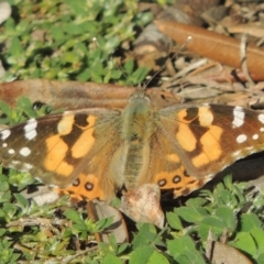 Vanessa kershawi (Australian Painted Lady) at Conder, ACT - 11 Sep 2021 by MichaelBedingfield