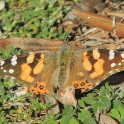 Vanessa kershawi (Australian Painted Lady) at Conder, ACT - 11 Sep 2021 by MichaelBedingfield