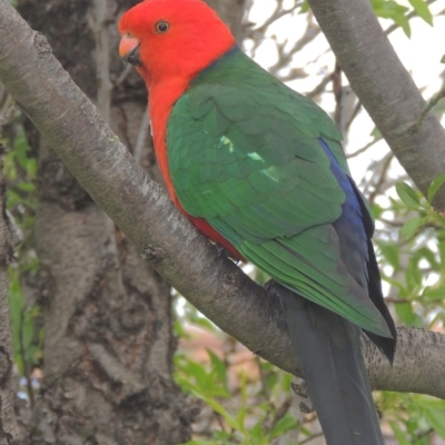 Alisterus scapularis (Australian King-Parrot) at Conder, ACT - 12 Sep 2021 by michaelb