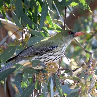 Oriolus sagittatus (Olive-backed Oriole) at Majura, ACT - 21 Sep 2021 by jbromilow50