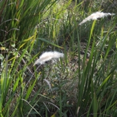 Imperata cylindrica (Blady Grass) at Stony Creek, NSW - 16 Jul 2020 by michaelb