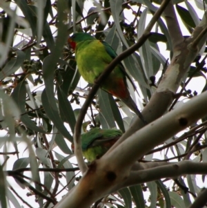 Lathamus discolor at Hughes, ACT - 23 Sep 2021