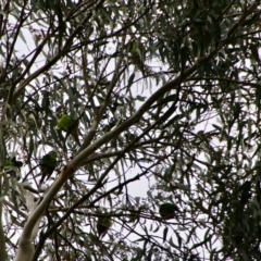 Lathamus discolor at Hughes, ACT - suppressed