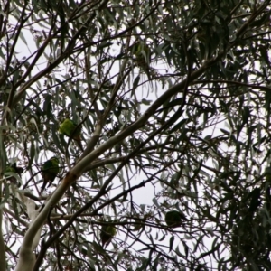 Lathamus discolor at Hughes, ACT - suppressed