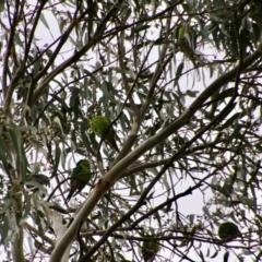 Lathamus discolor at Hughes, ACT - suppressed